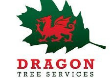 dragon-tree